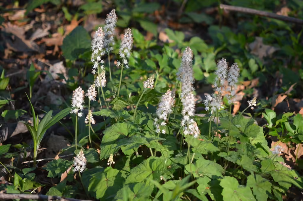 Heartleaf foamflower, In flower