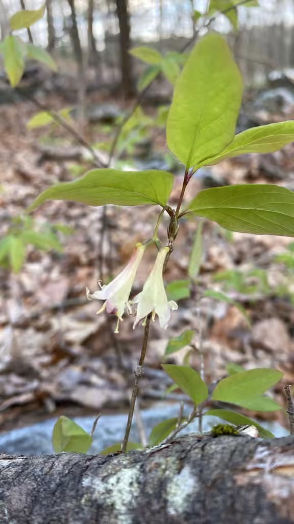 Chèvrefeuille du Canada, En fleurs