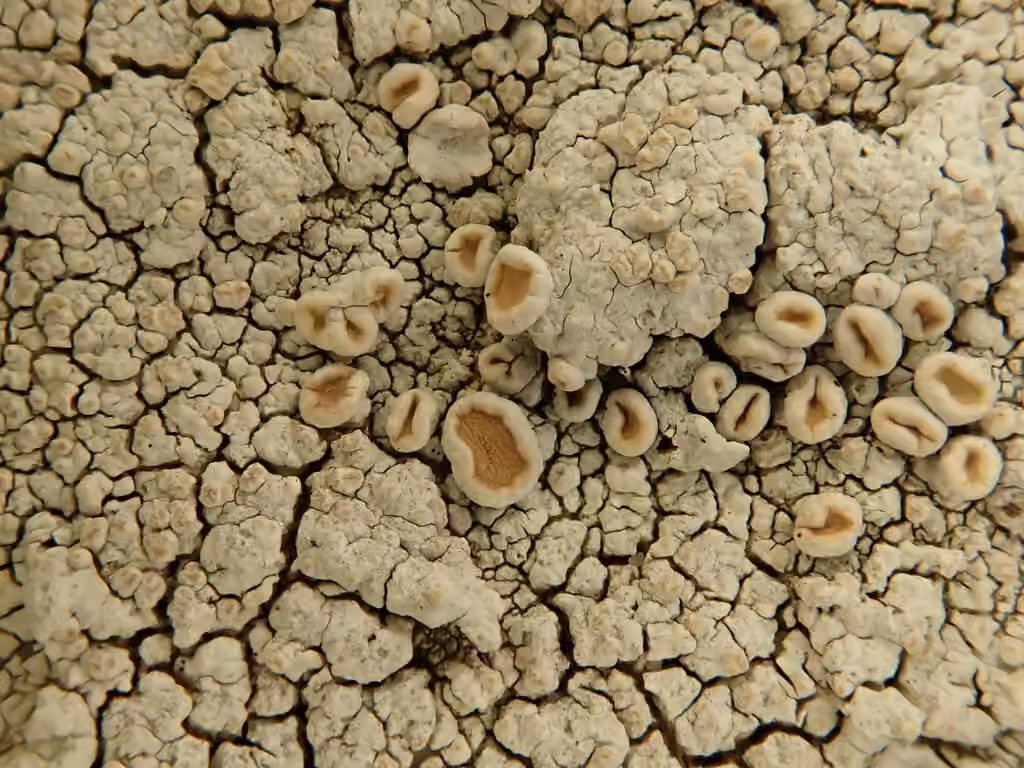 Ochroléchie tartrique, photo 3 sur 5
