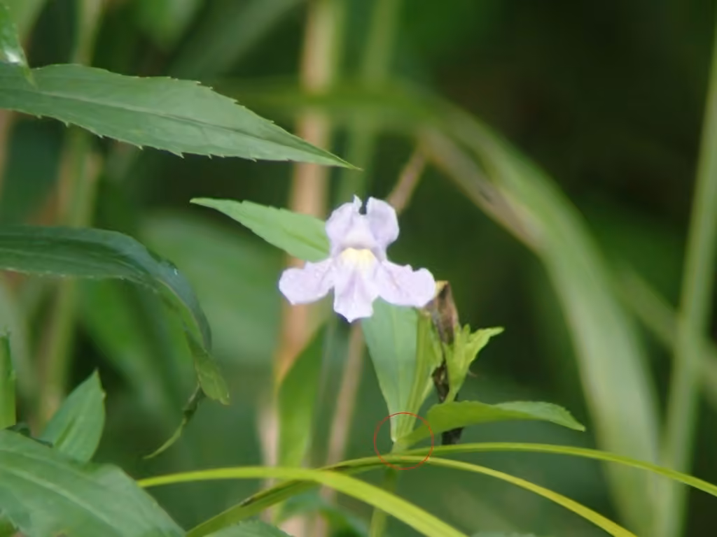 Mimule à fleurs entrouvertes