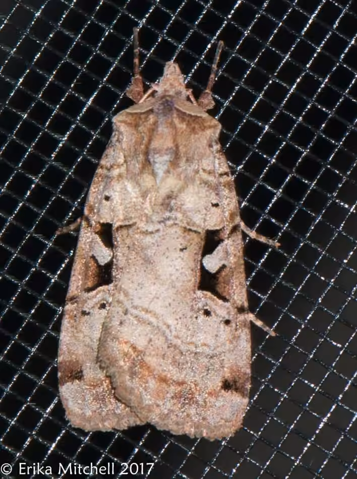 Norman’s Dart, photo 3 of 5