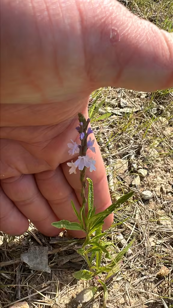 Verveine simple, En fleurs