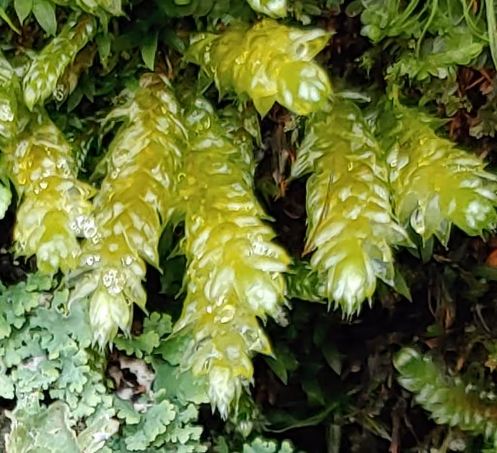 Flattened Entodon Moss, photo 2 of 5