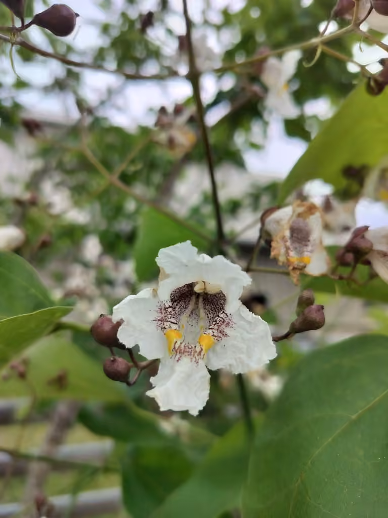 Catalpa commun, En fleurs