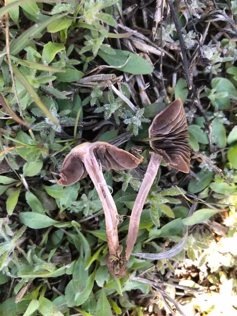 Psathyrelle pelliculée, photo 3 sur 5