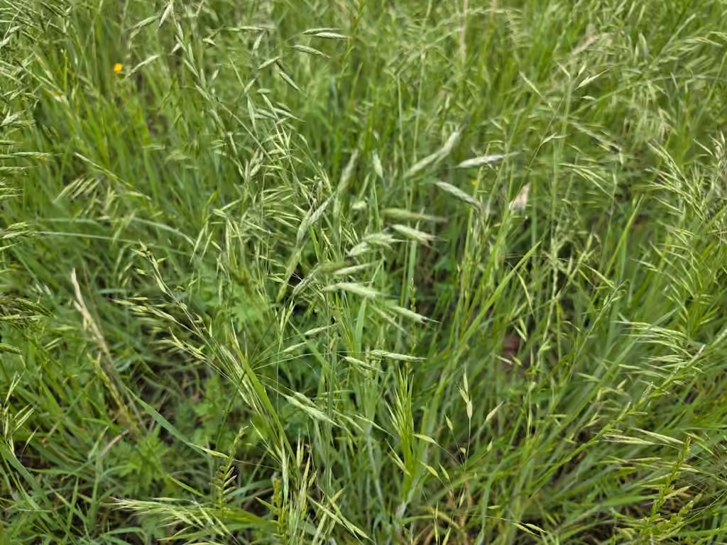 Japanese brome, In fruit