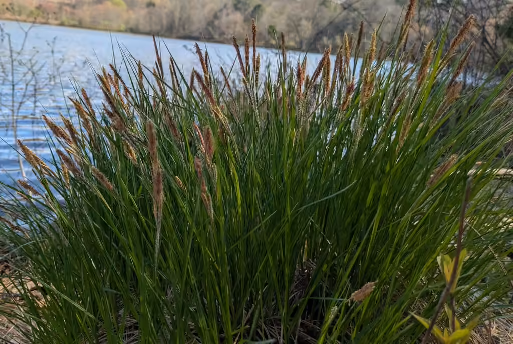Carex raide, En fleurs