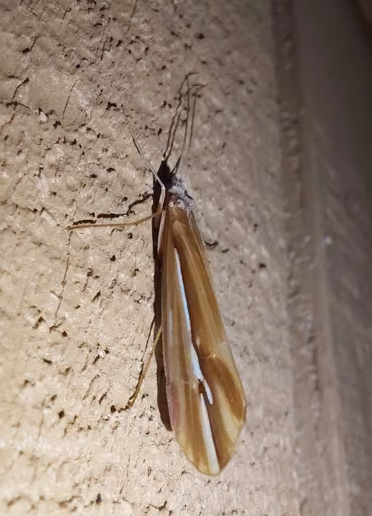 Subboreal Northern Caddisfly, Adult