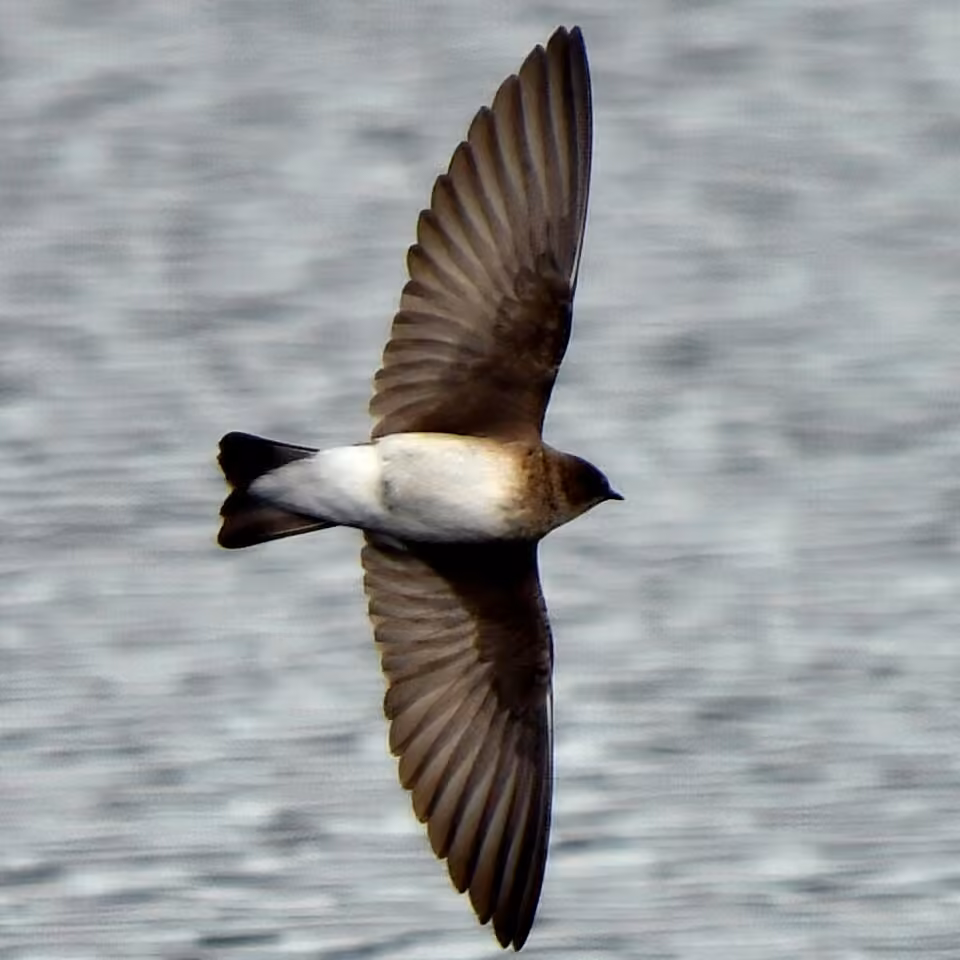 Hirondelle à ailes hérissées, photo 3 sur 5