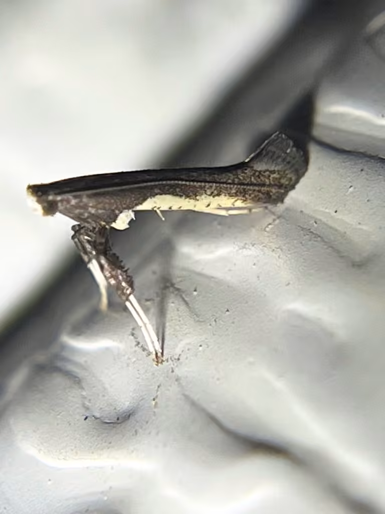 Dogwood Caloptilia Moth, Adulte