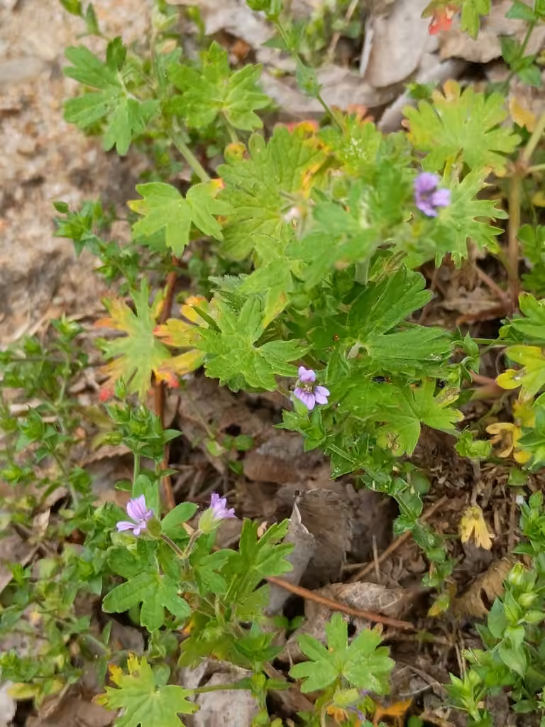Géranium à tige grêle, En fleurs