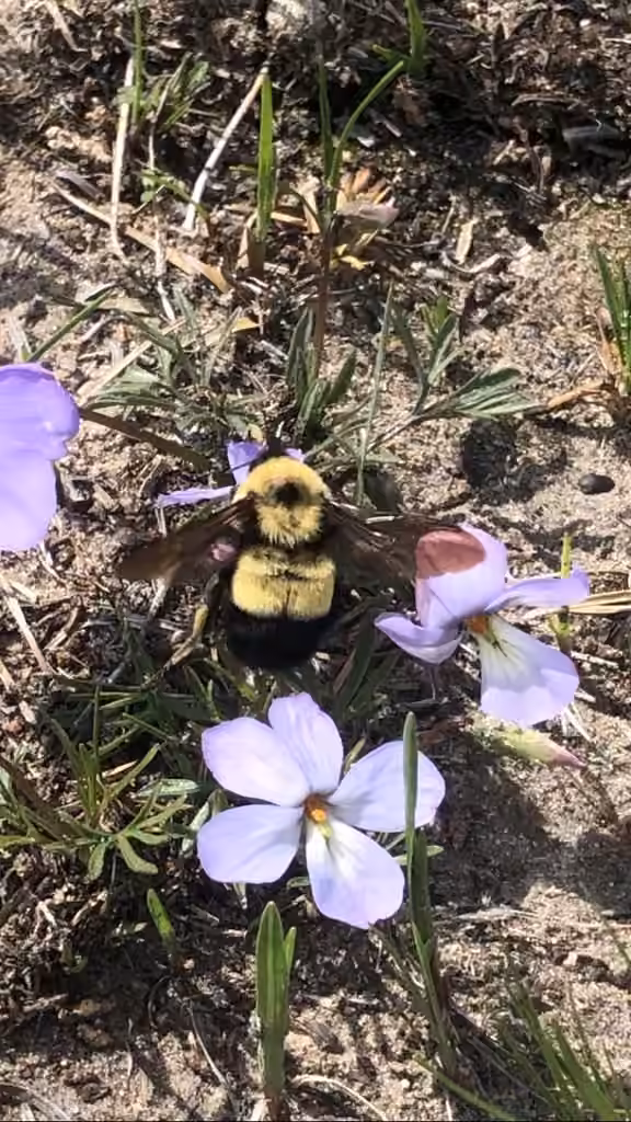 Rusty-patched Bumble Bee, Female