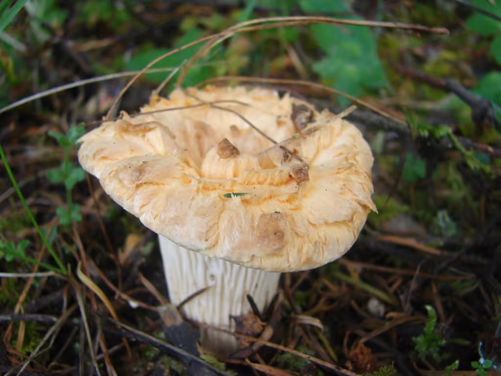 Chanterelle de Kauffman, photo 2 of 5