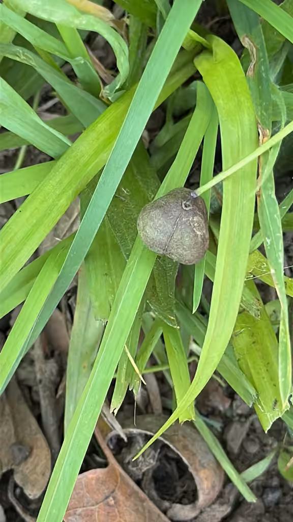 Siberian squill, In fruit
