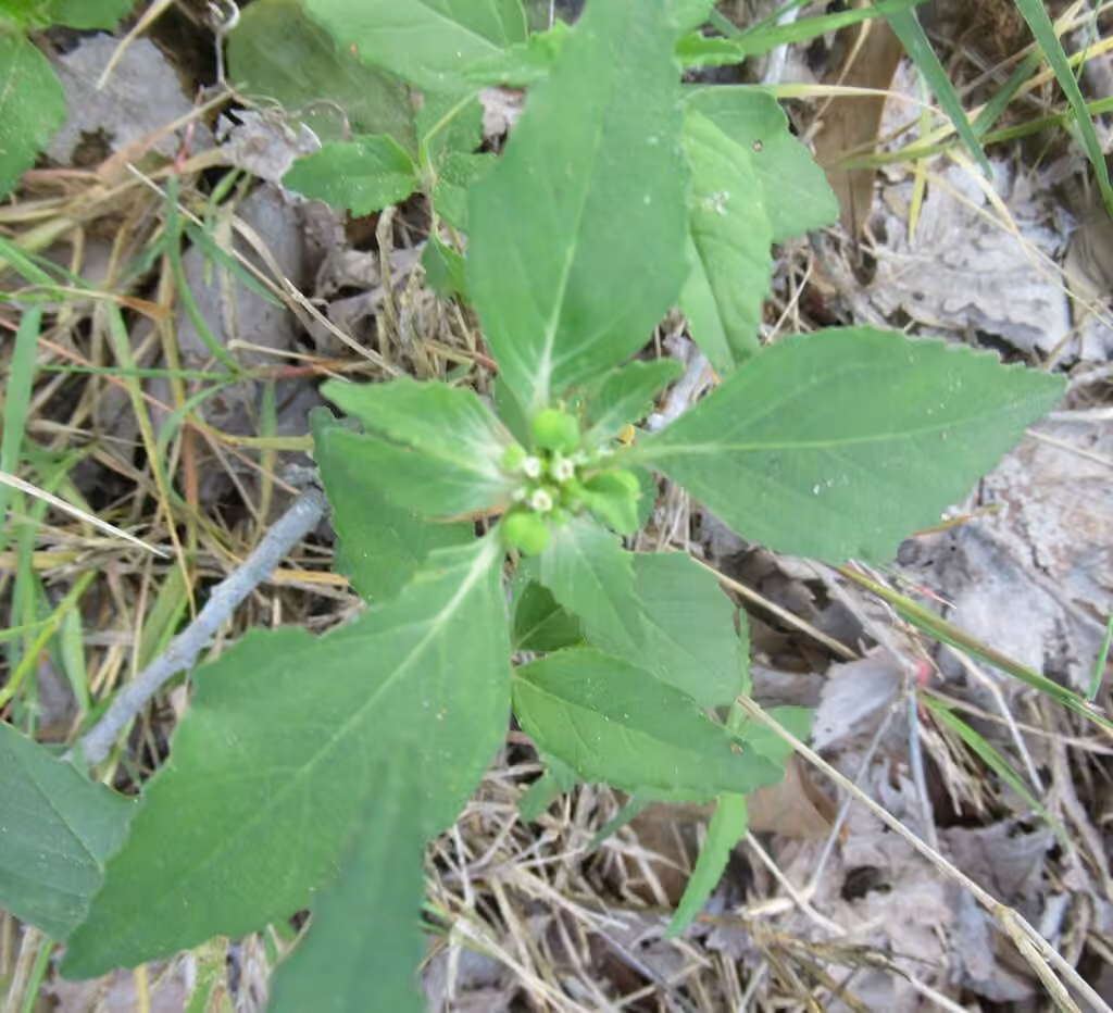 Toothed spurge, In fruit