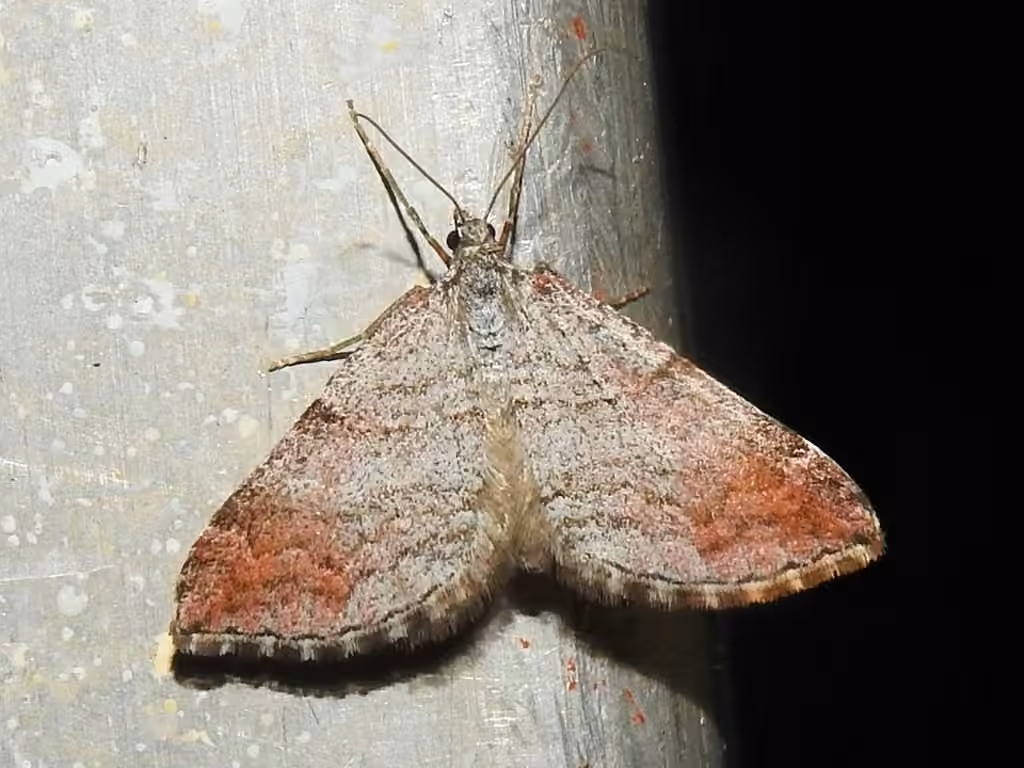Manchester Treble-bar Moth, Adult