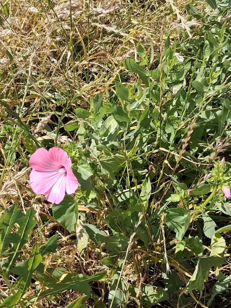 Lavatère d'un trimestre, En fleurs