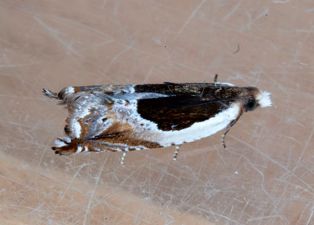 Ancylis spiraeifoliana, Chenille