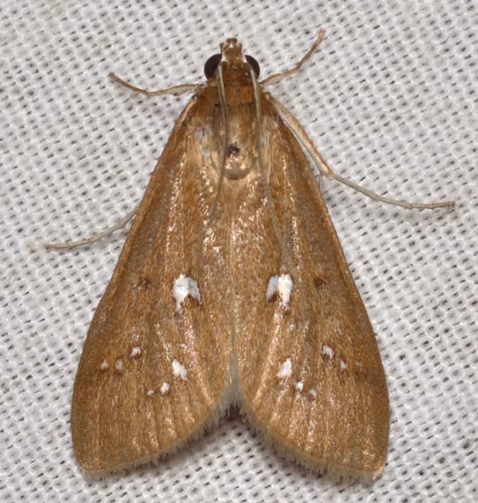 White-spotted Brown, photo 1 of 5