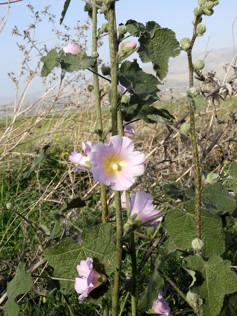 Bristly Hollyhock, photo 2 sur 5