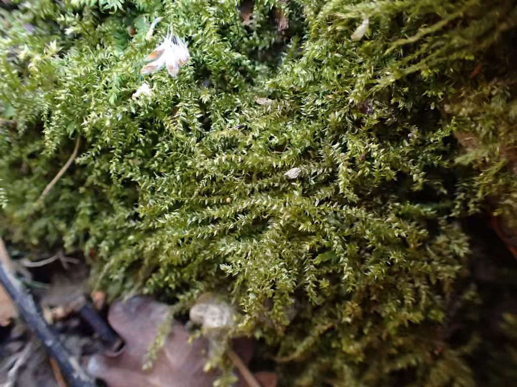 Swartz's Feather-moss, photo 1 of 5
