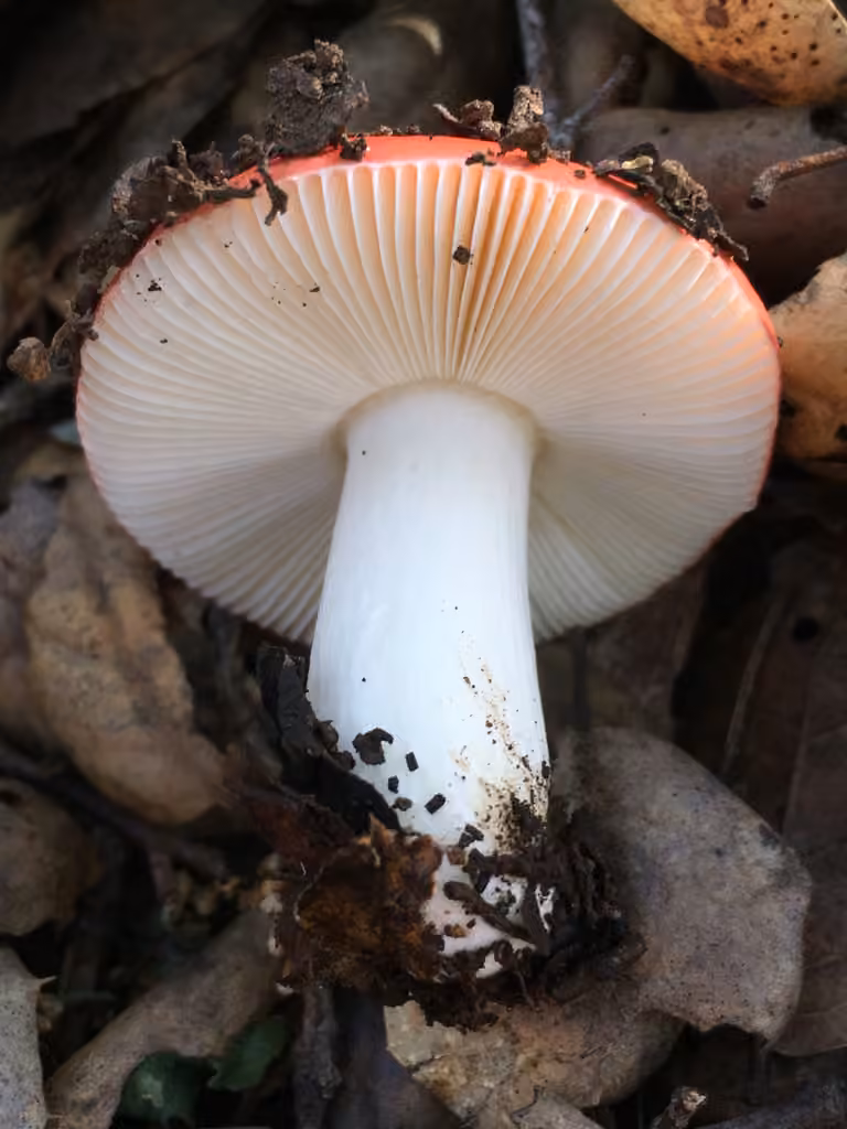 Winter Russula, photo 3 of 5