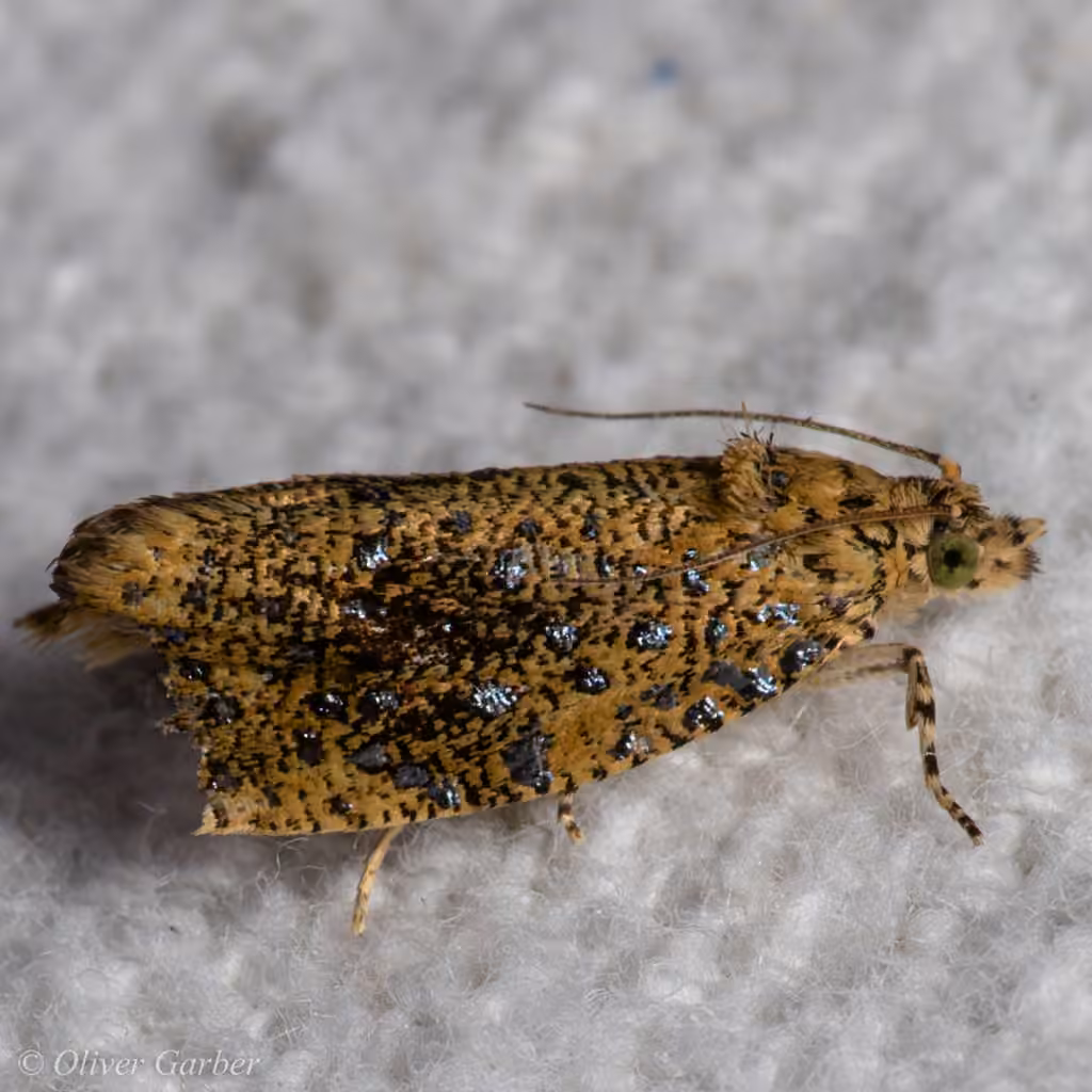 Astronomer Moth, Adult