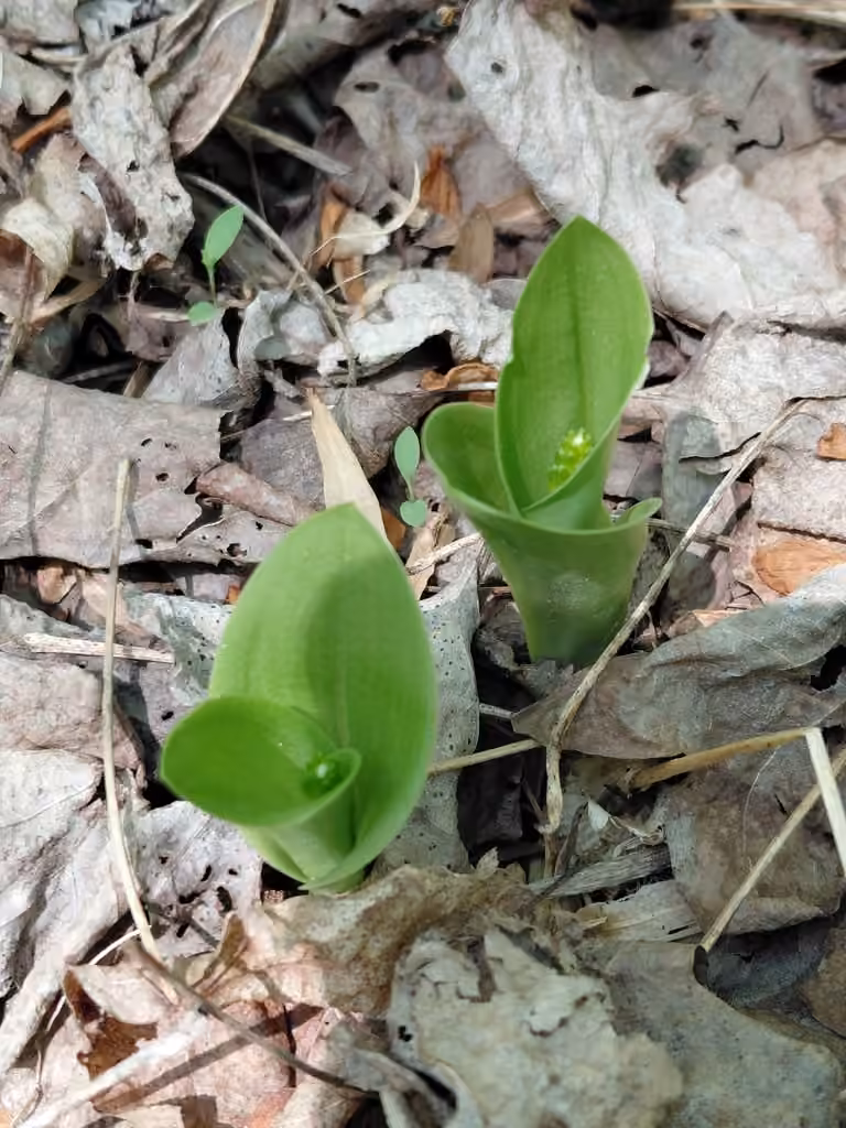 Liparis à feuilles de lis, En boutons