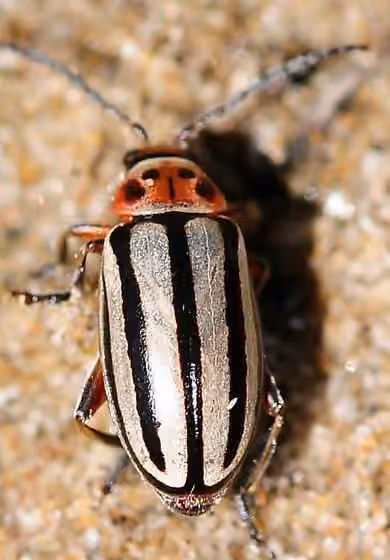 Striped Willow Leaf Beetle, Adult