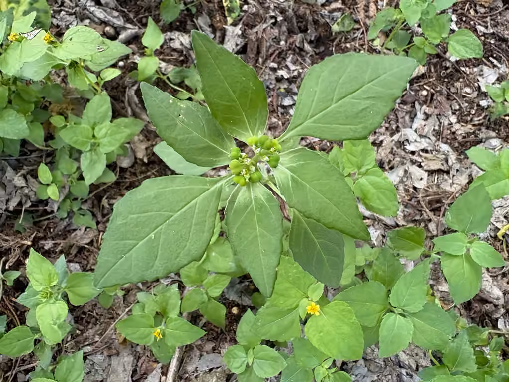 Toothed spurge, Flower buds