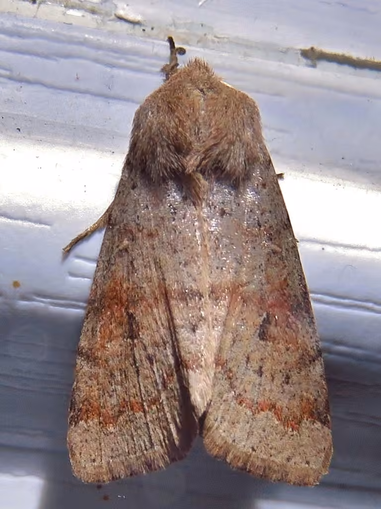 Gray Quaker