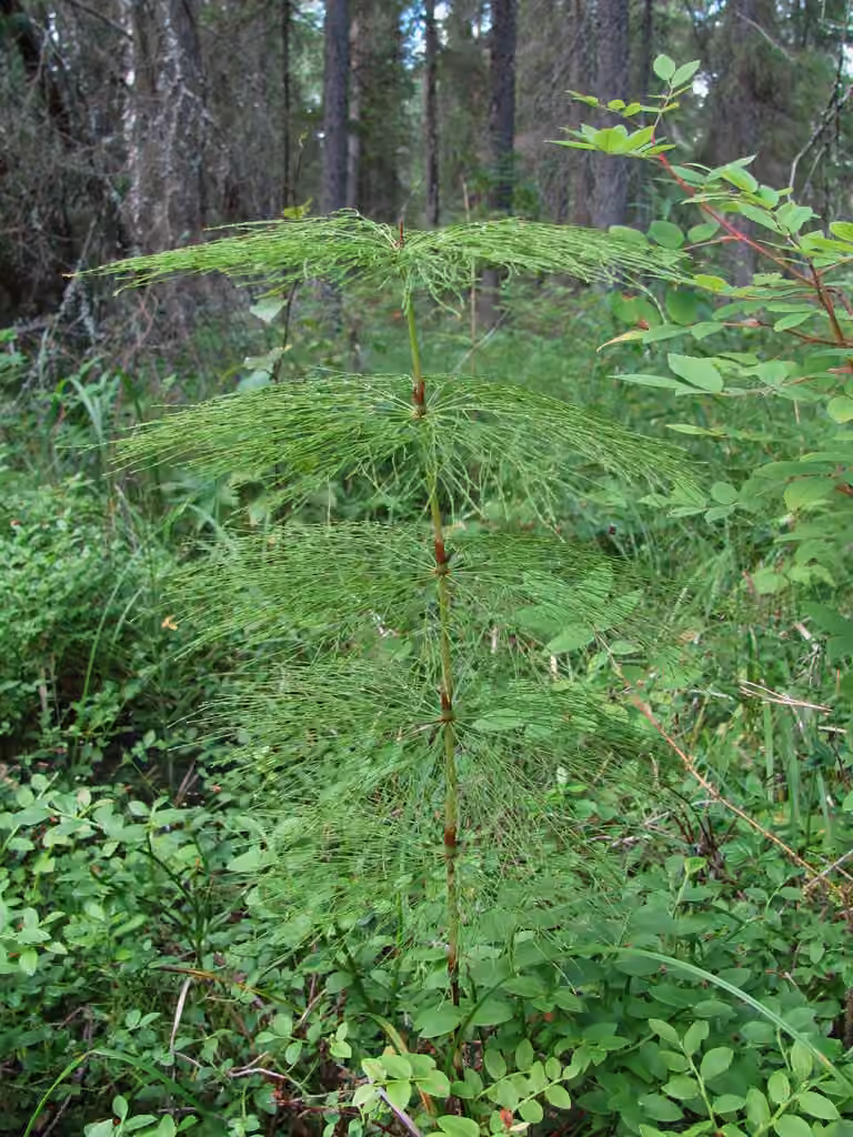 Prêle des bois