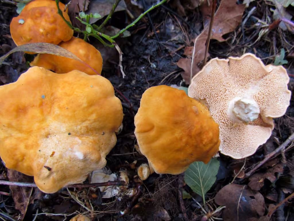 Pied-de-mouton roux, photo 1 sur 5