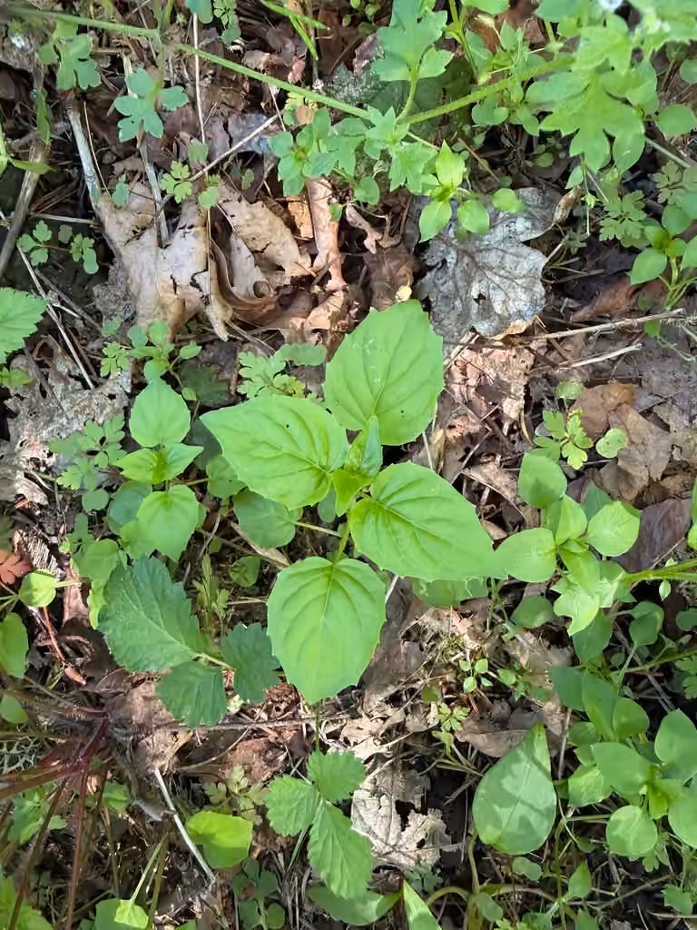 Small enchanter's nightshade, No flowers or fruits