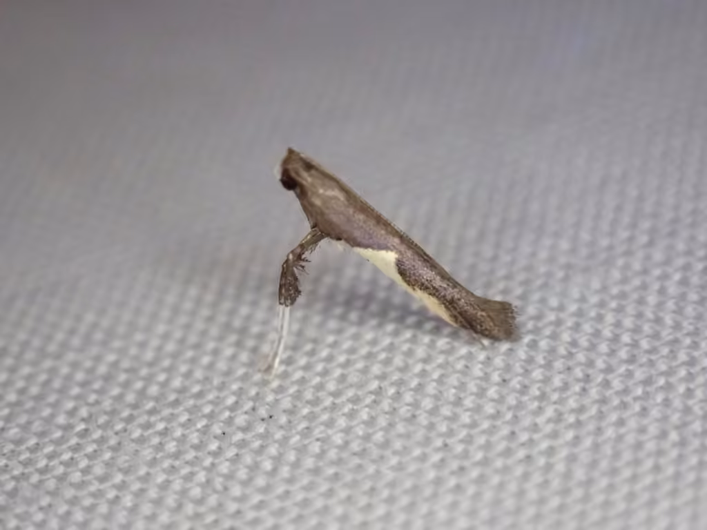 Dogwood Caloptilia Moth, Adulte