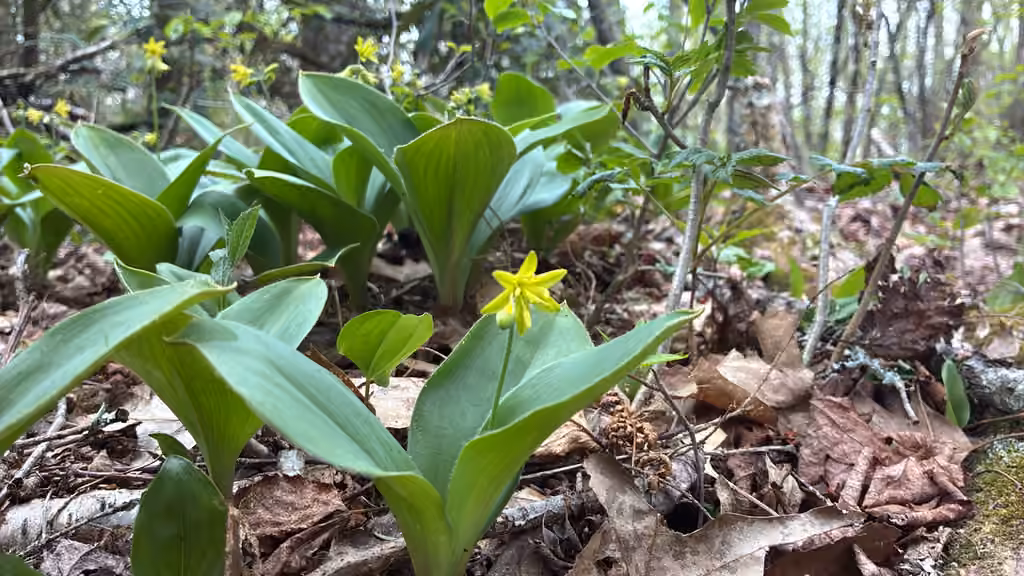 Clintonie boréale, En fleurs