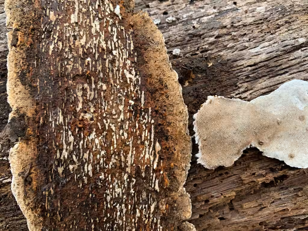 Polypore mie de pain, photo 3 sur 5