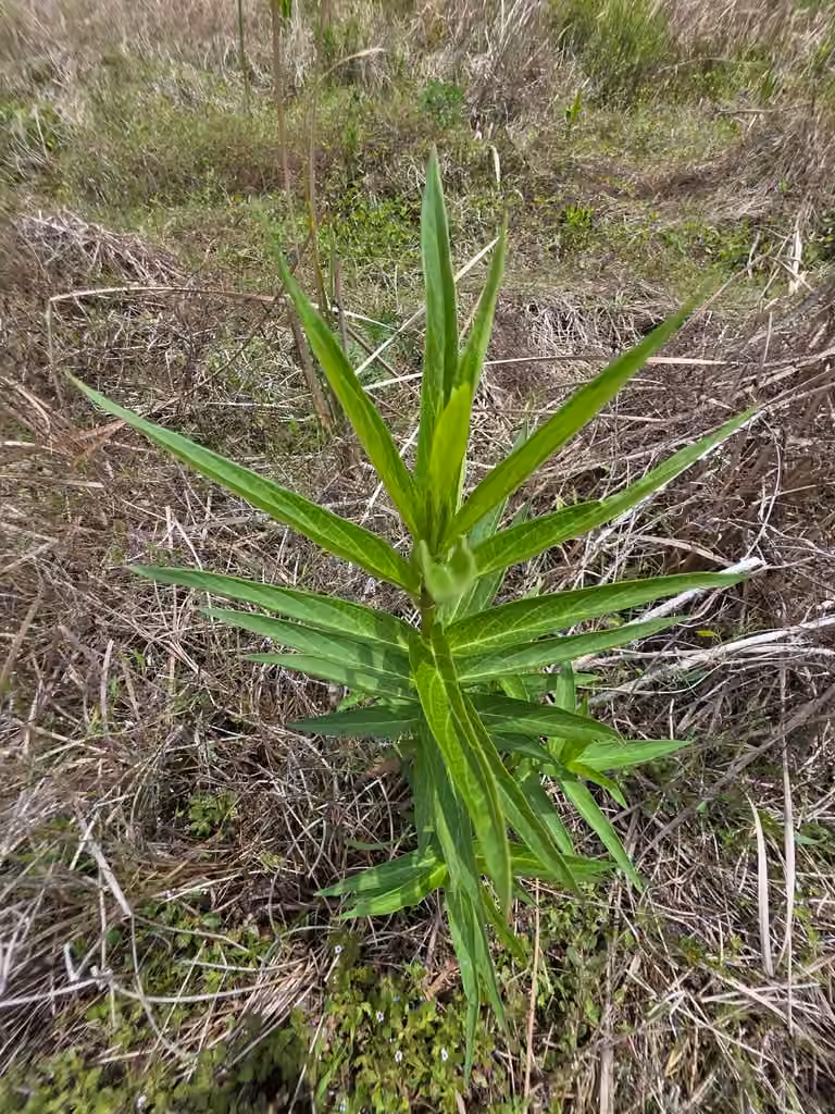 Asclépiade incarnate, Sans fleurs ni fruits