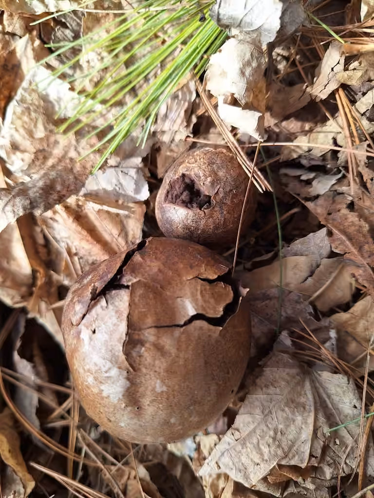 Vesse-de-loup en boule, photo 3 sur 5