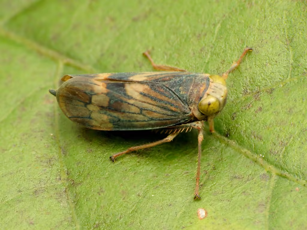Cicadelle cuivrée