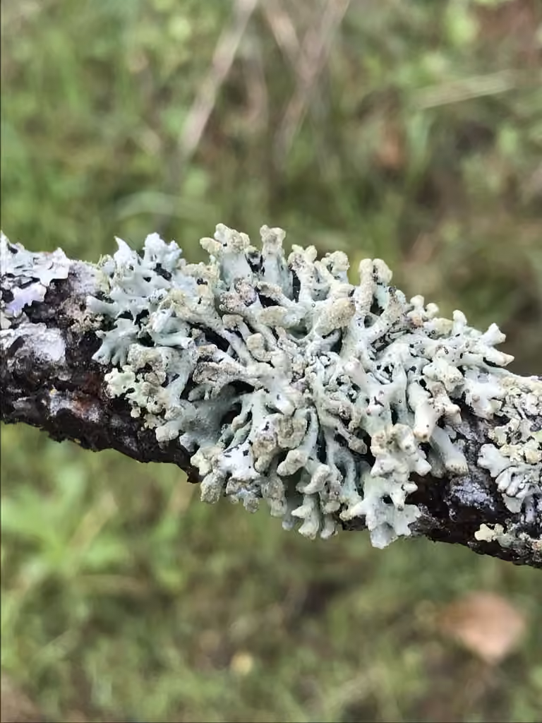 Powder-headed Tube Lichen, photo 3 of 5
