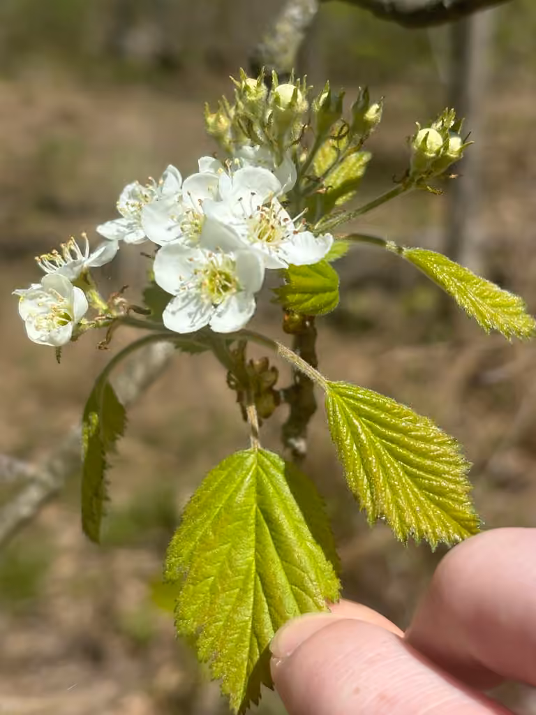 Aubépine duveteuse, En fleurs