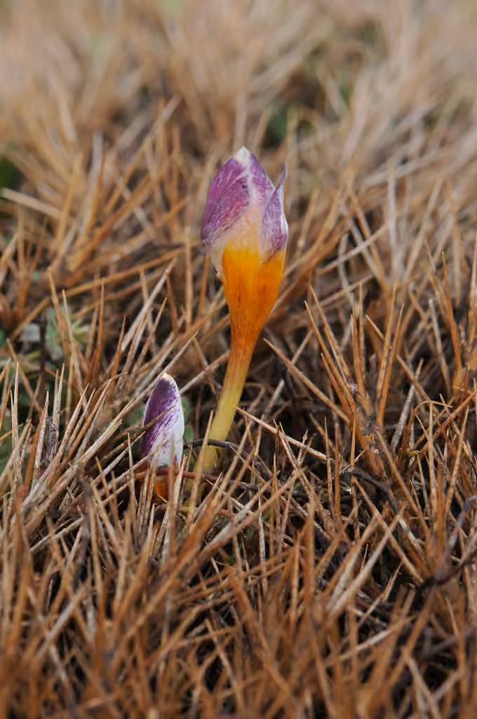 Crocus de Sieber, En boutons