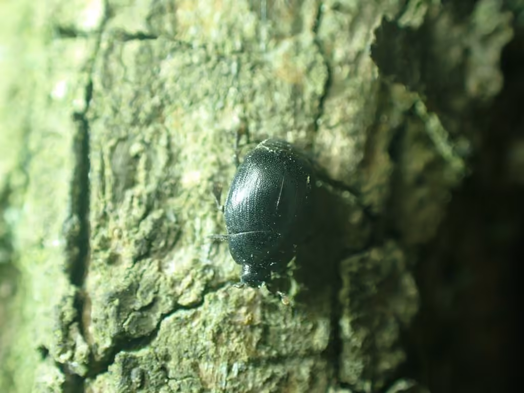 Punctured Clown Beetle, photo 3 of 5
