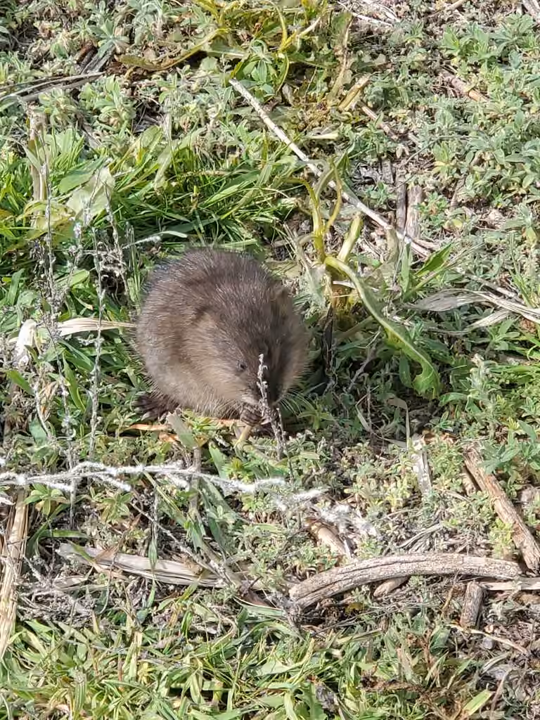 Rat musqué, Juvénile