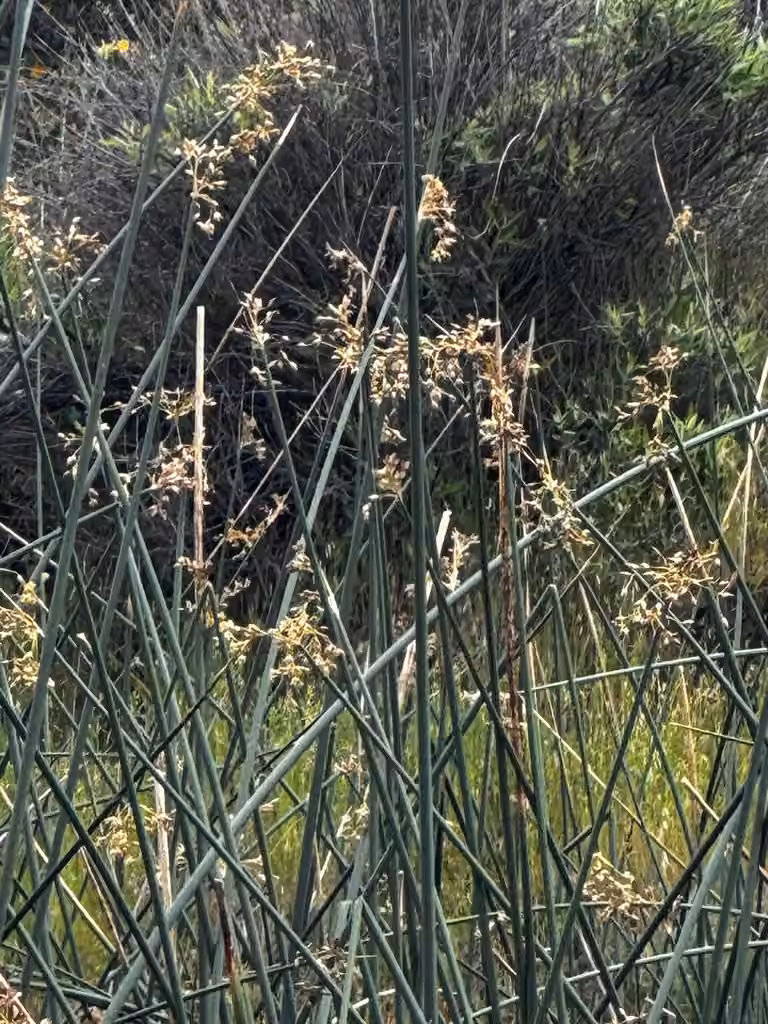 Hardstem bulrush, In fruit