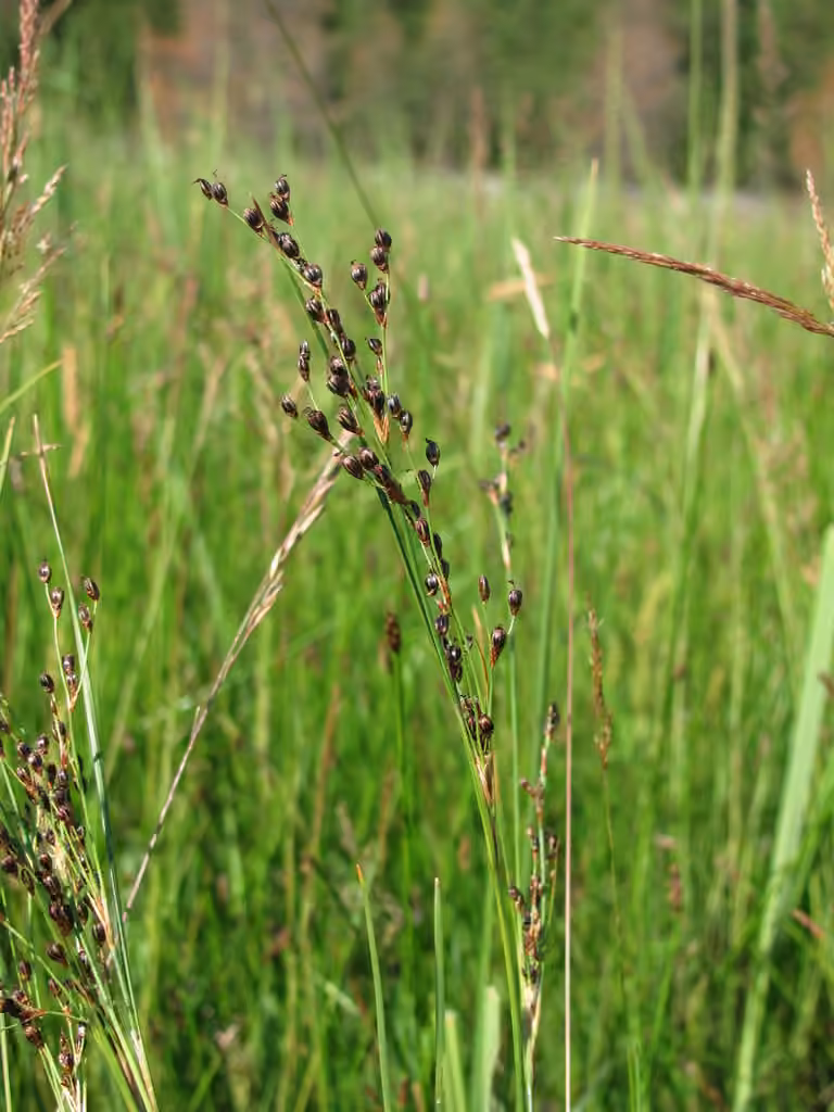 Saltmarsh rush, photo 1 of 5