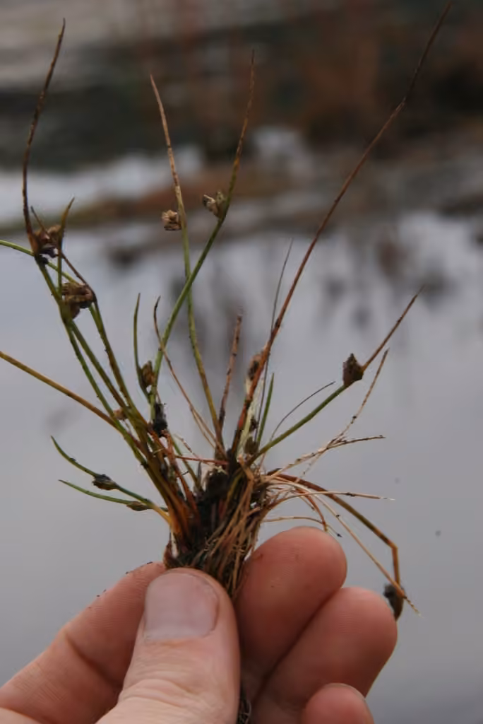 Smith's bulrush, photo 3 of 5