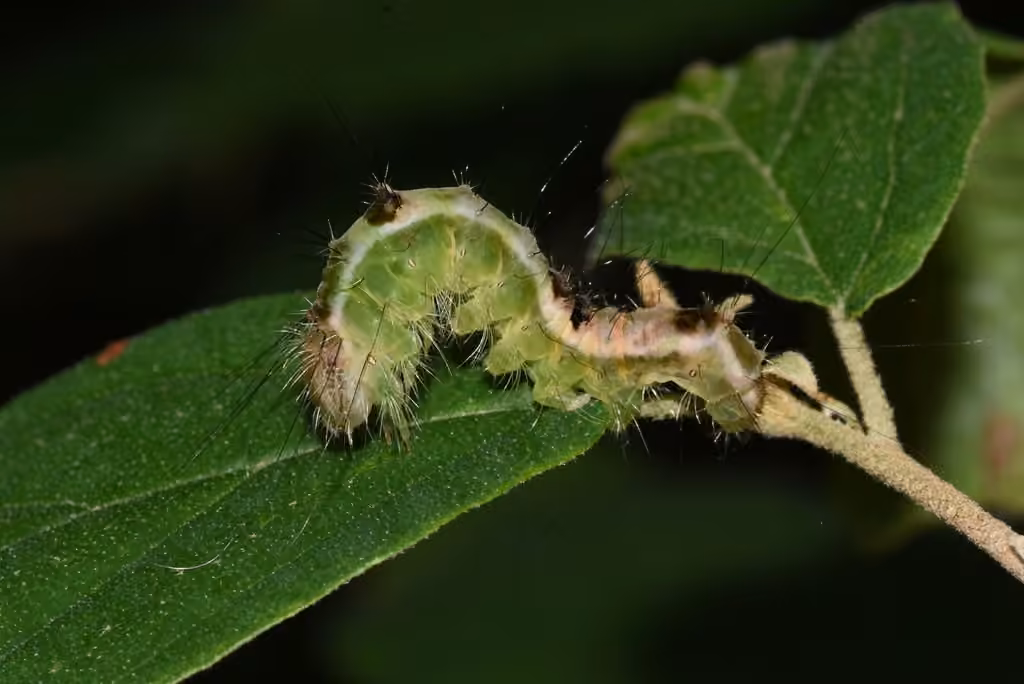 Witch Hazel Dagger, Caterpillar