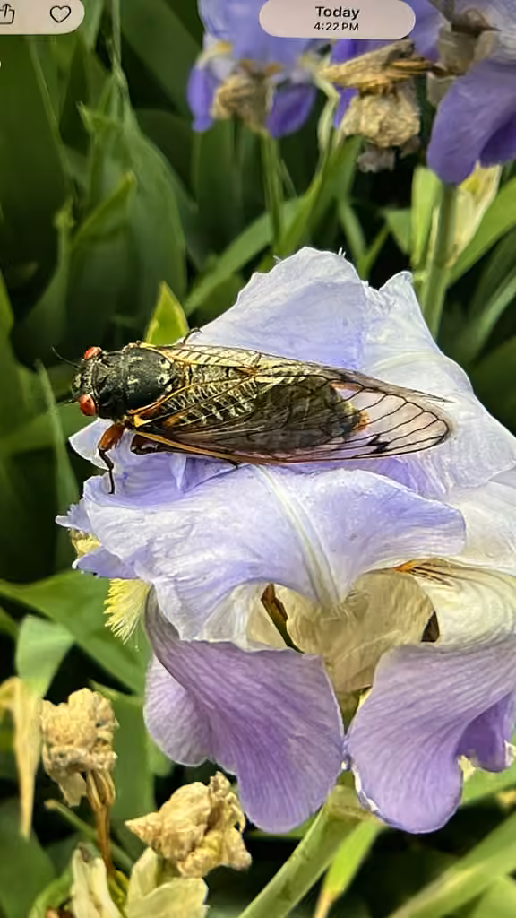Pharaoh Cicada, Male